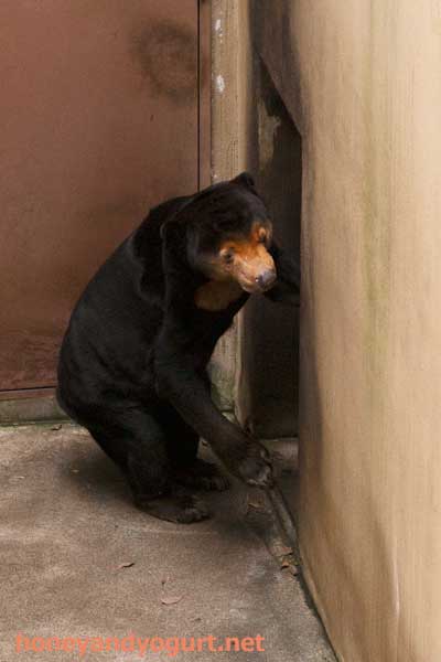 上野動物園　マレーグマ　キョウコ