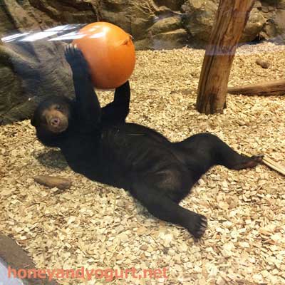 円山動物園 マレーグマ ハッピイ