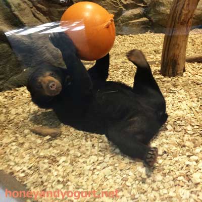 円山動物園 マレーグマ ハッピイ