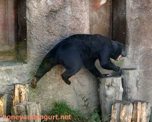 円山動物園 マレーグマ ハッピイ