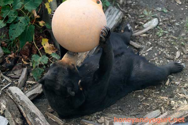 円山動物園 マレーグマ ハッピイ