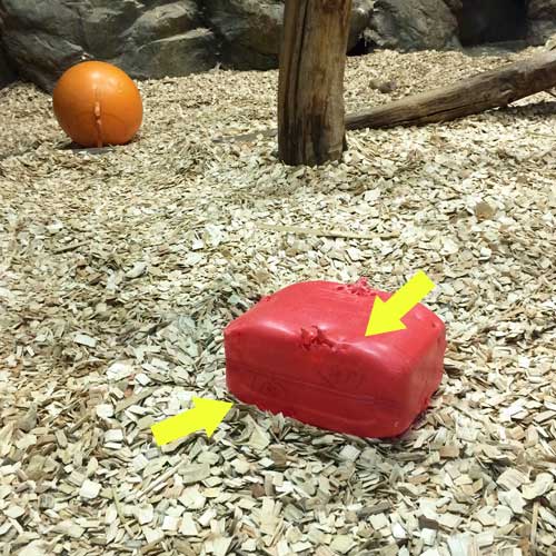 円山動物園 マレーグマ舎