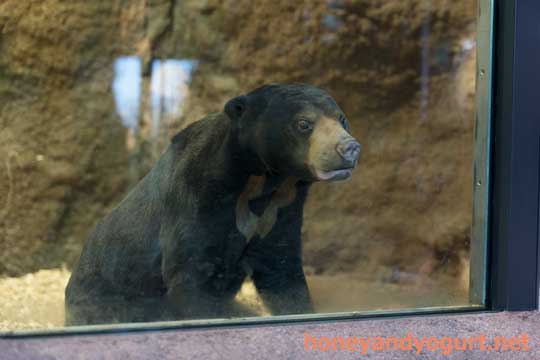 円山動物園 マレーグマ ハッピイ