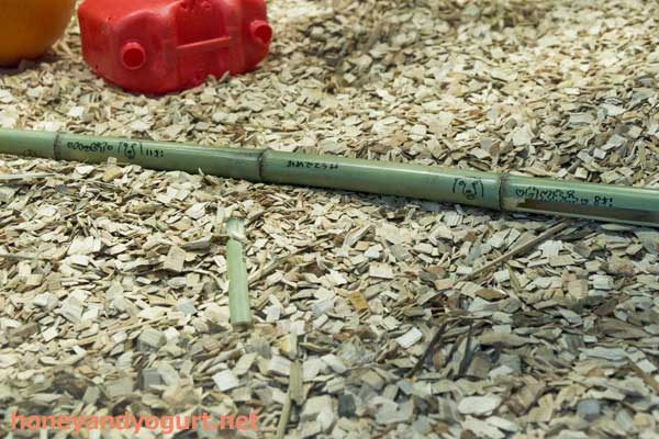 円山動物園 マレーグマ舎