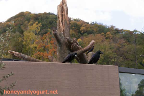 円山動物園 アジアゾーン マレーグマ舎