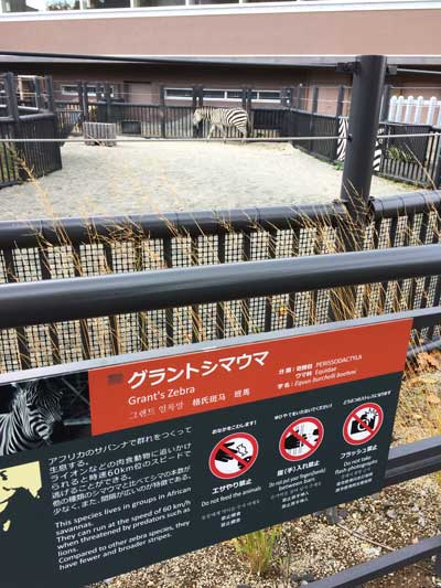 円山動物園 アフリカゾーン シマウマ舎