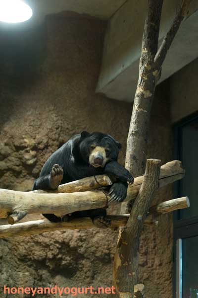 円山動物園 マレーグマ ウメキチ