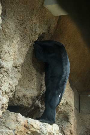 円山動物園 マレーグマ ウメキチ
