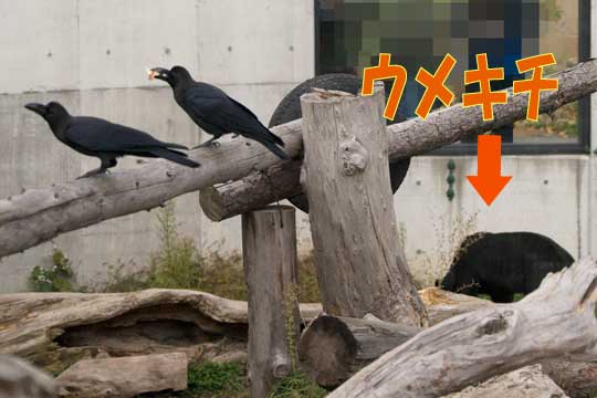 円山動物園 マレーグマ ウメキチ