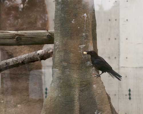 円山動物園 アジアゾーン マレーグマ舎
