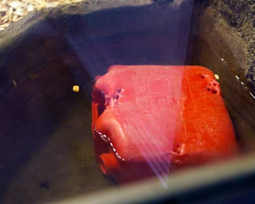 円山動物園 マレーグマ舎