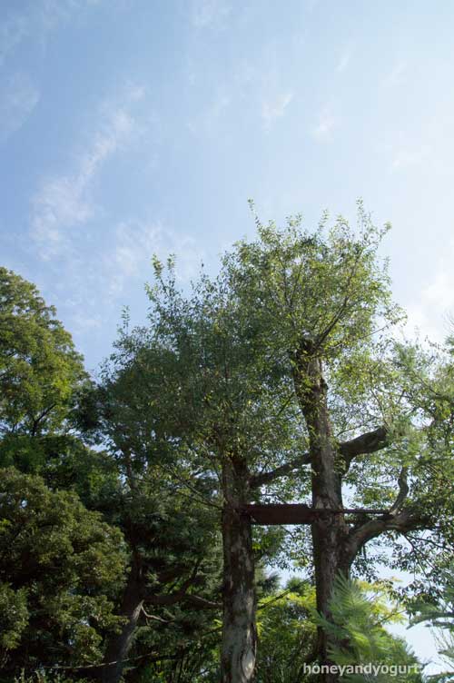 上野動物園 マレーグマ舎