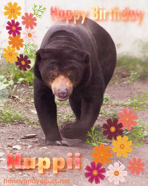 円山動物園　マレーグマ　ハッピイ