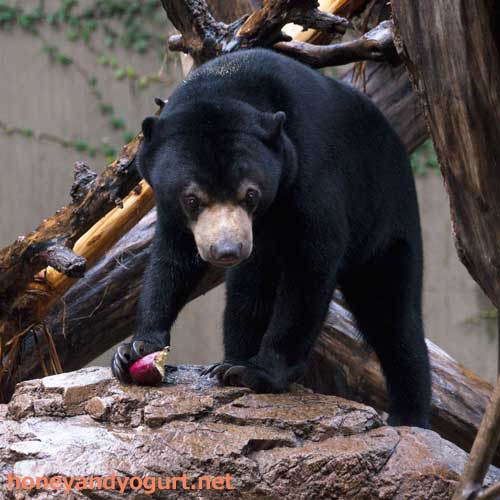 上野動物園 マレーグマ フジ