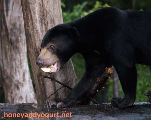 上野動物園 マレーグマ フジ