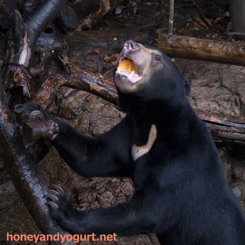 上野動物園 マレーグマ フジ