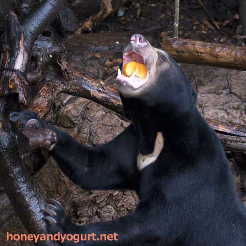 上野動物園 マレーグマ フジ