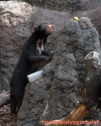 上野動物園 マレーグマ アズマ