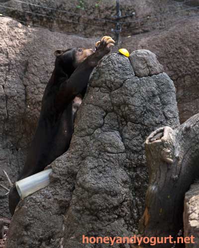 上野動物園 マレーグマ アズマ