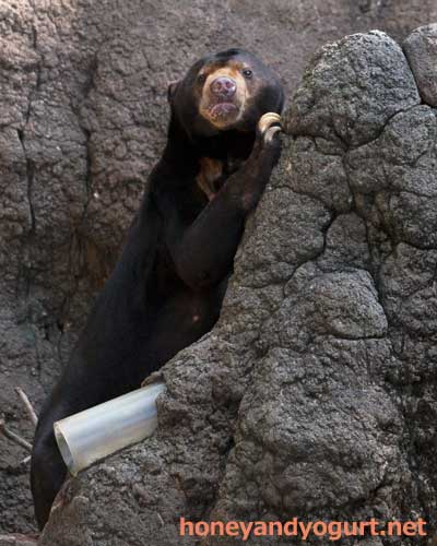 上野動物園 マレーグマ アズマ