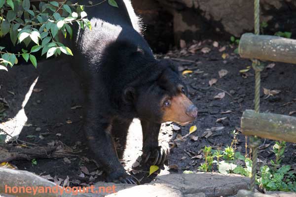 上野動物園 マレーグマ モモコ