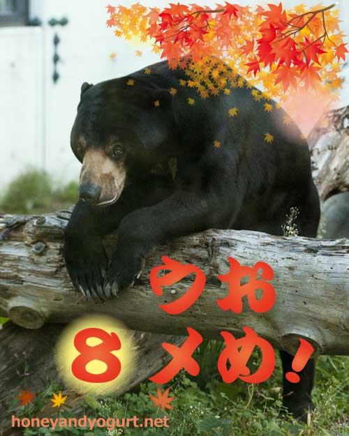 円山動物園　マレーグマ　ウメキチ