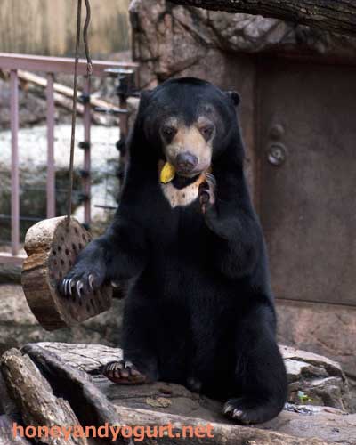 上野動物園 マレーグマ フジ