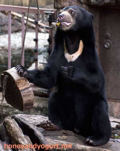 上野動物園 マレーグマ フジ