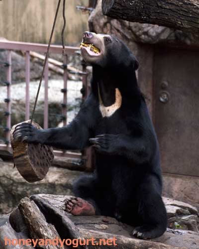 上野動物園 マレーグマ フジ
