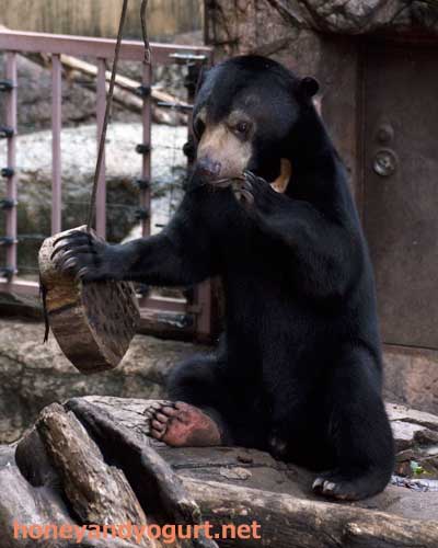上野動物園 マレーグマ フジ