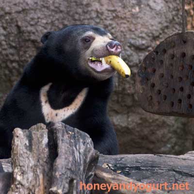 上野動物園 マレーグマ フジ