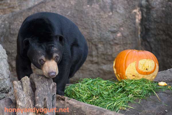 上野動物園　マレーグマ　フジ