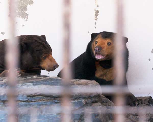 徳山動物園　マレーグマ　ツヨシ　マーヤ
