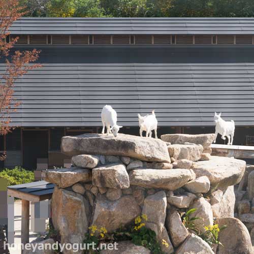 徳山動物園　るんちゃるんちゃ