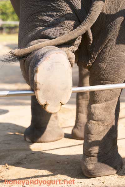 徳山動物園　ゾウ