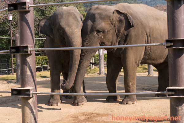 徳山動物園　ゾウ