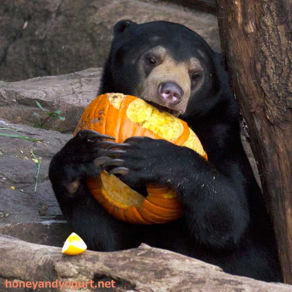 上野動物園　マレーグマ　フジ