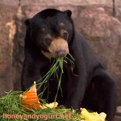 上野動物園　マレーグマ　フジ