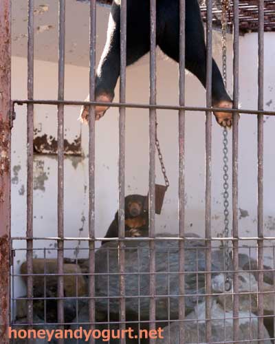 徳山動物園 マレーグマ ツヨシ マーヤ