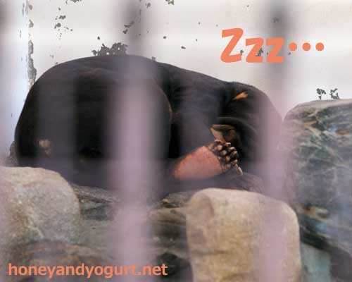 徳山動物園 マレーグマ ツヨシ