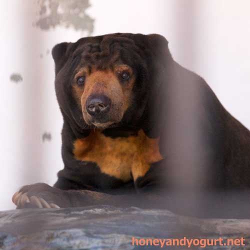 徳山動物園 マレーグマ ツヨシ