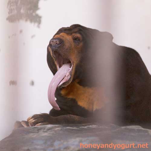 徳山動物園 マレーグマ ツヨシ