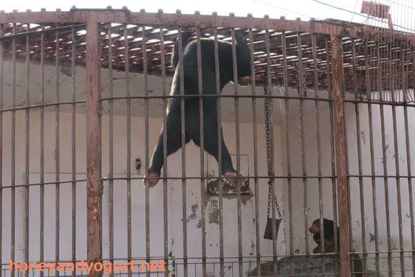徳山動物園 マレーグマ マーヤ ツヨシ
