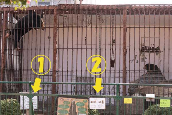 徳山動物園 マレーグマ ツヨシ マーヤ