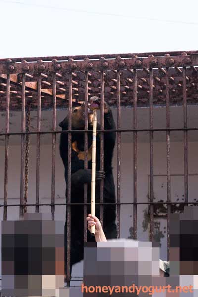 徳山動物園 マレーグマ マーヤ