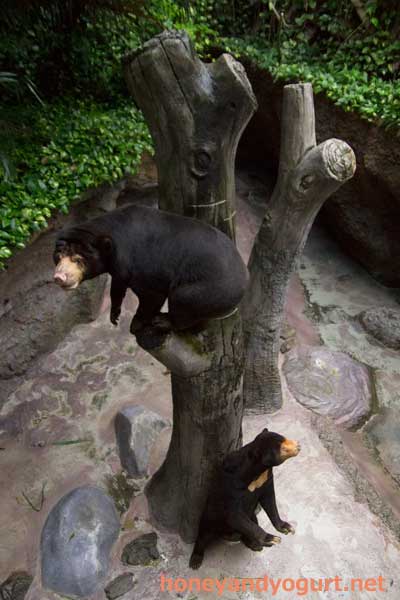 のいち動物公園　マレーグマ　ワンピイ　タオチイ