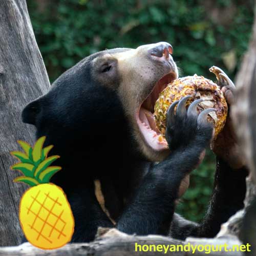 マレーグマ フジ