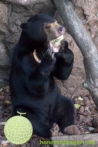 マレーグマ フジ