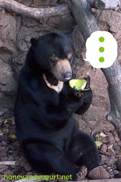 マレーグマ フジ