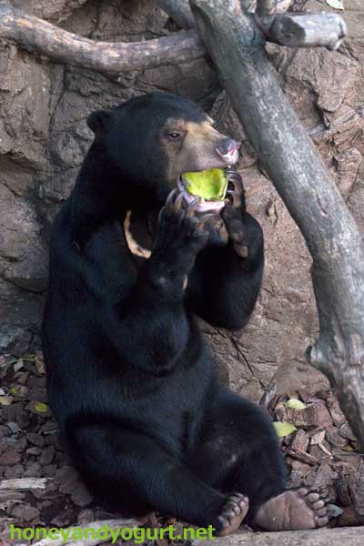 マレーグマ フジ